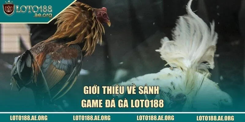 Giới thiệu về đá gà LOTO188